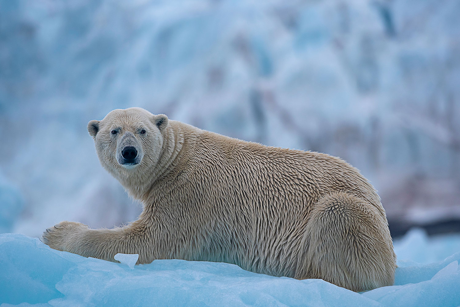 Polar bear on an iceberg