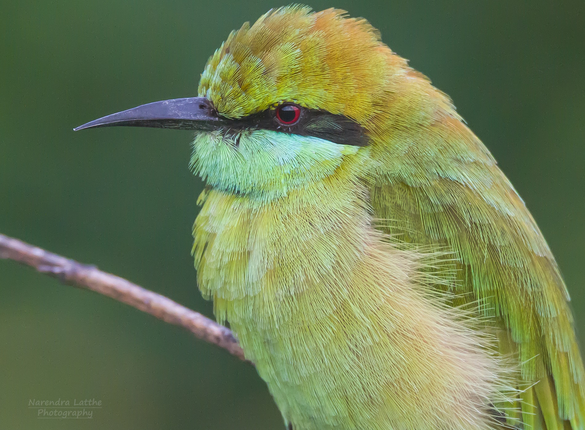 Mangiatore di api verdi