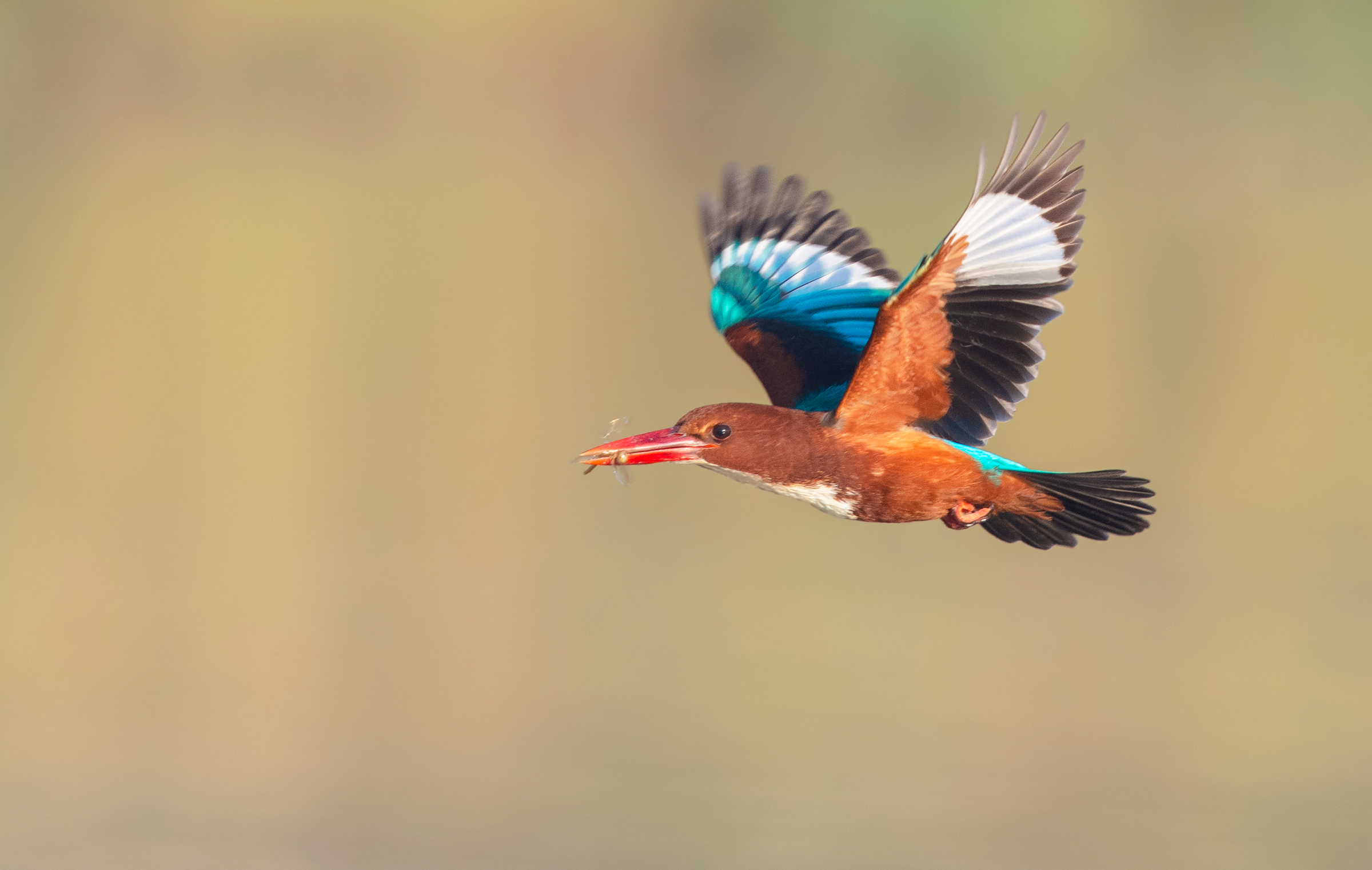 martin pescatore dal petto bianco