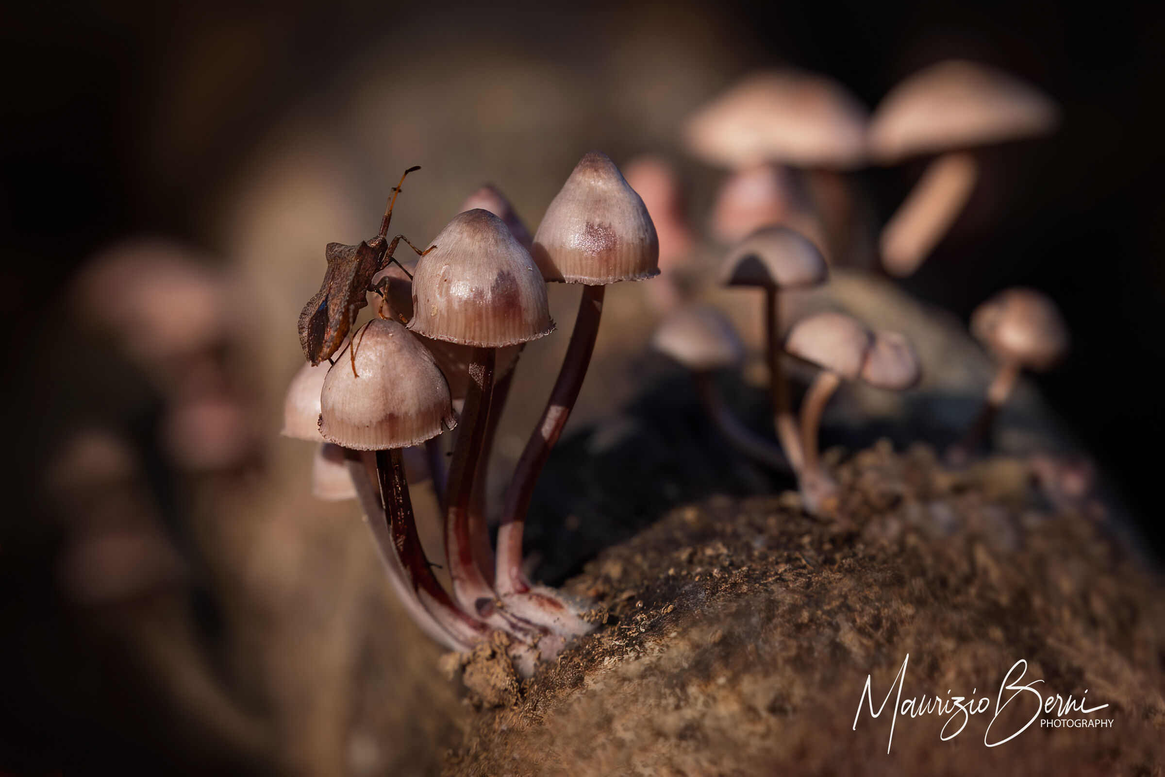 Funghetti d'autunno