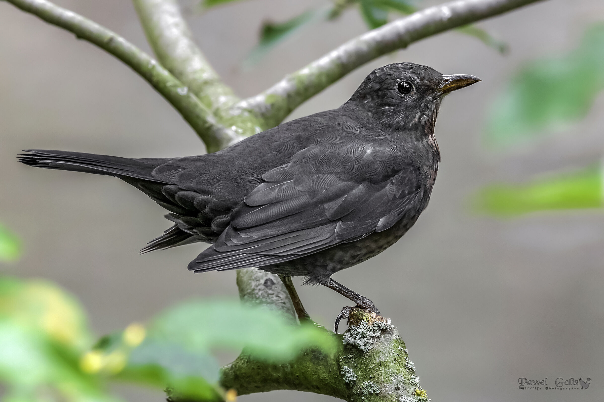Uccello nero comune (Turdus merula) Femmina