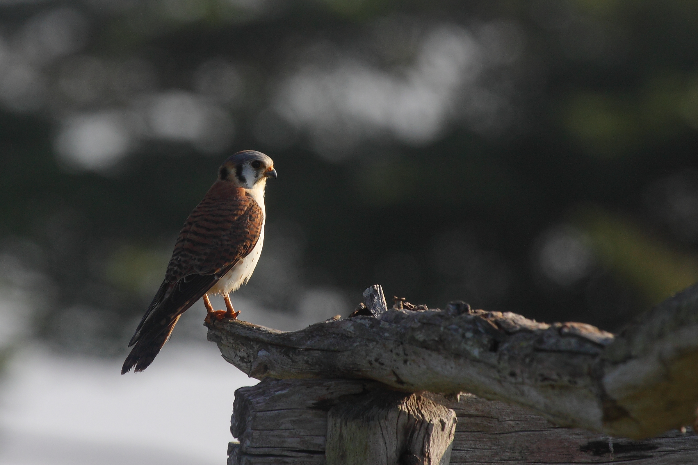 Sparviero of Gundlach