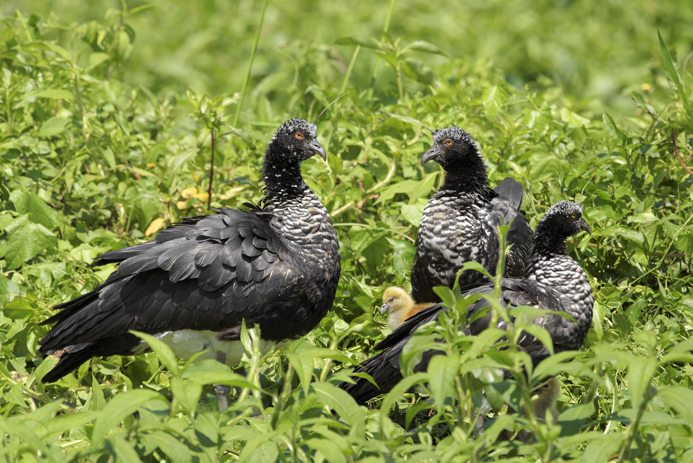 Horned Screehamer's Family