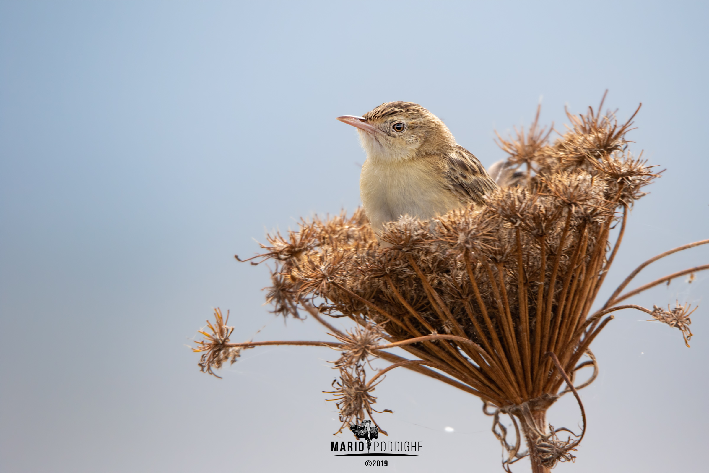 Beccamoschino in una coppa di champagne