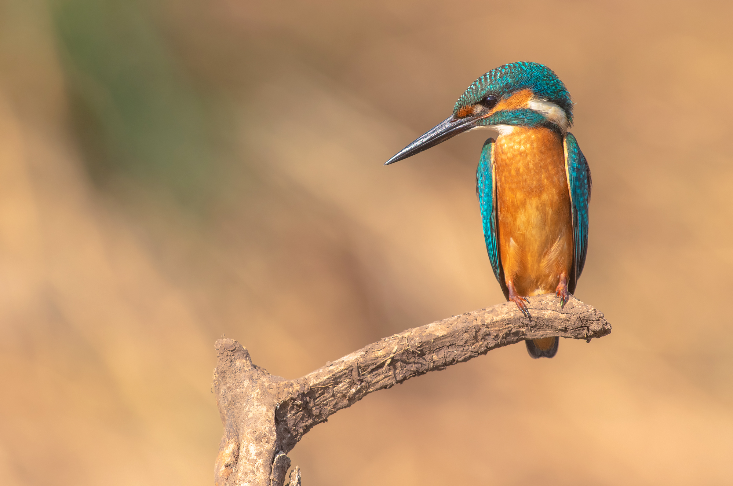 comune martin pescatore