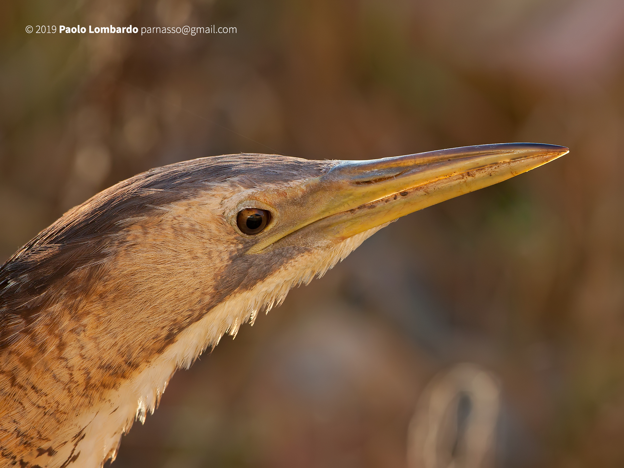 Botaurus stellaris - Great bittern