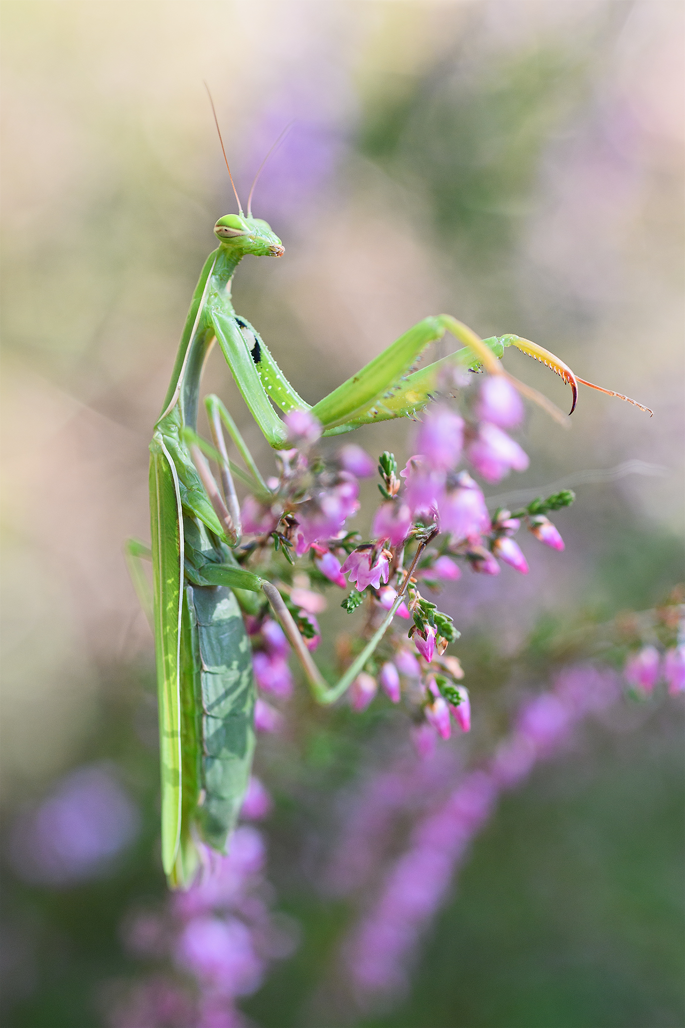 Religious mantis