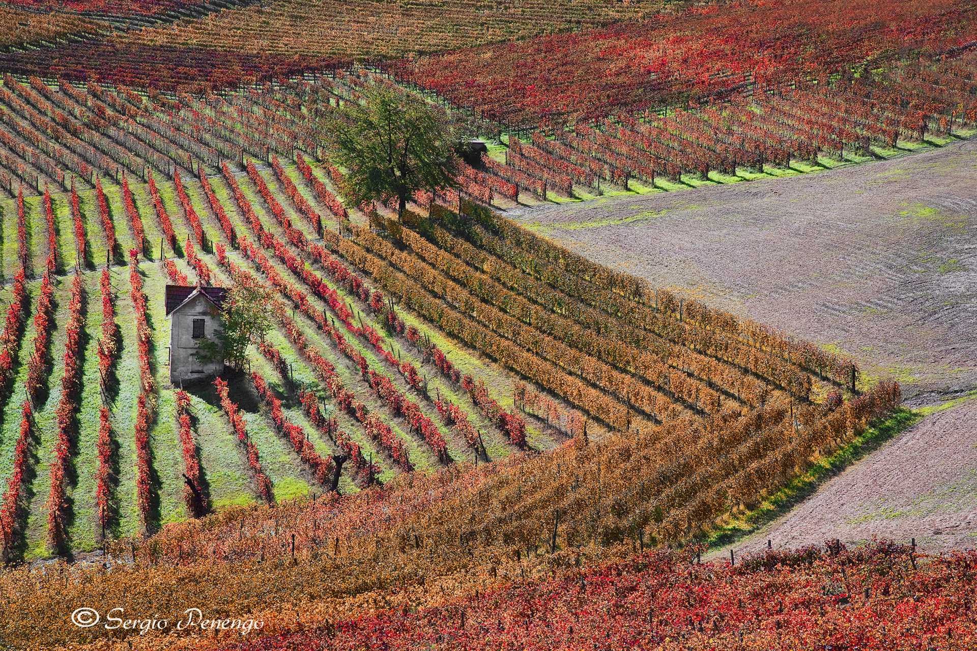 Autunno nel Monferrato
