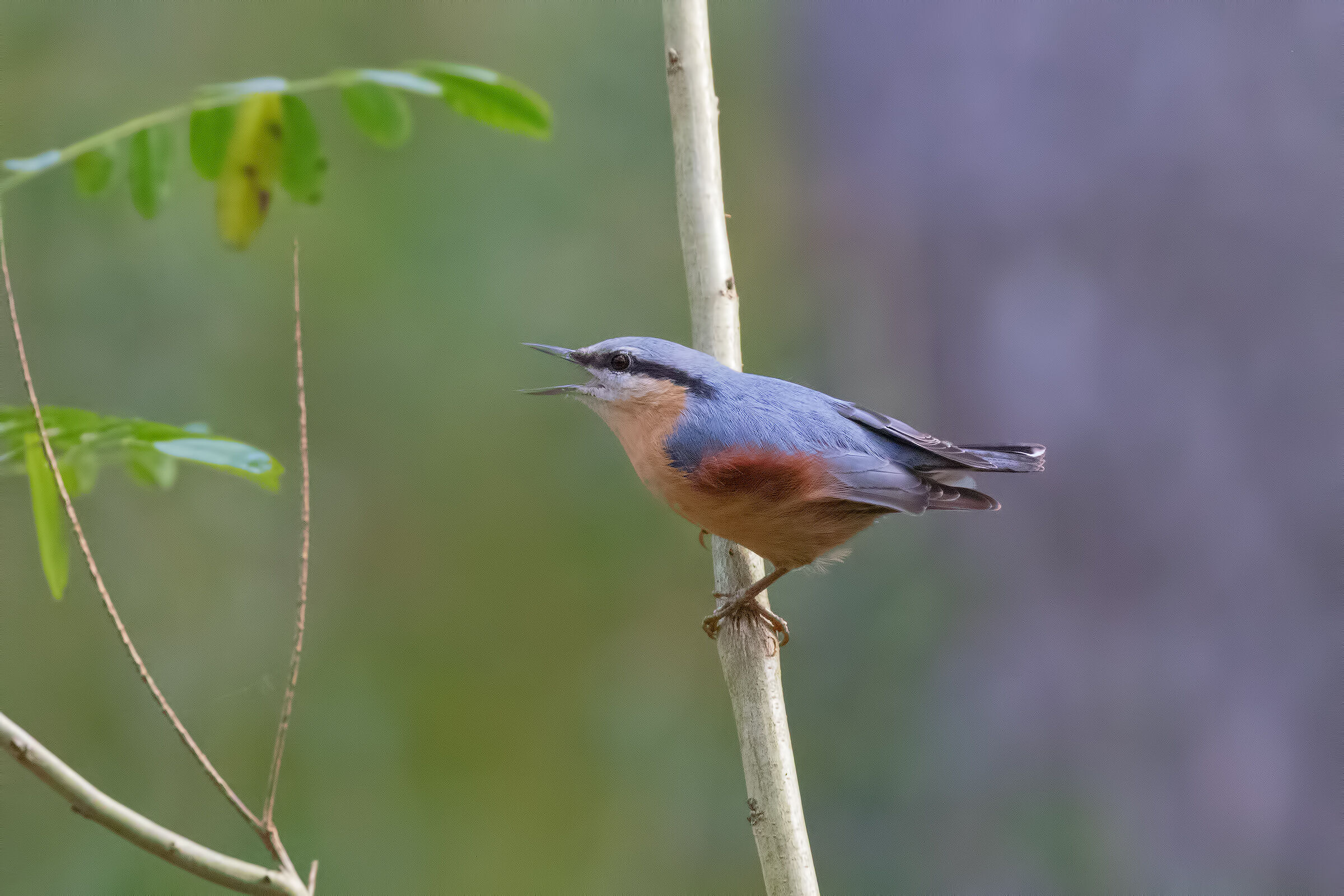 The Call of the Mason Woodpecker