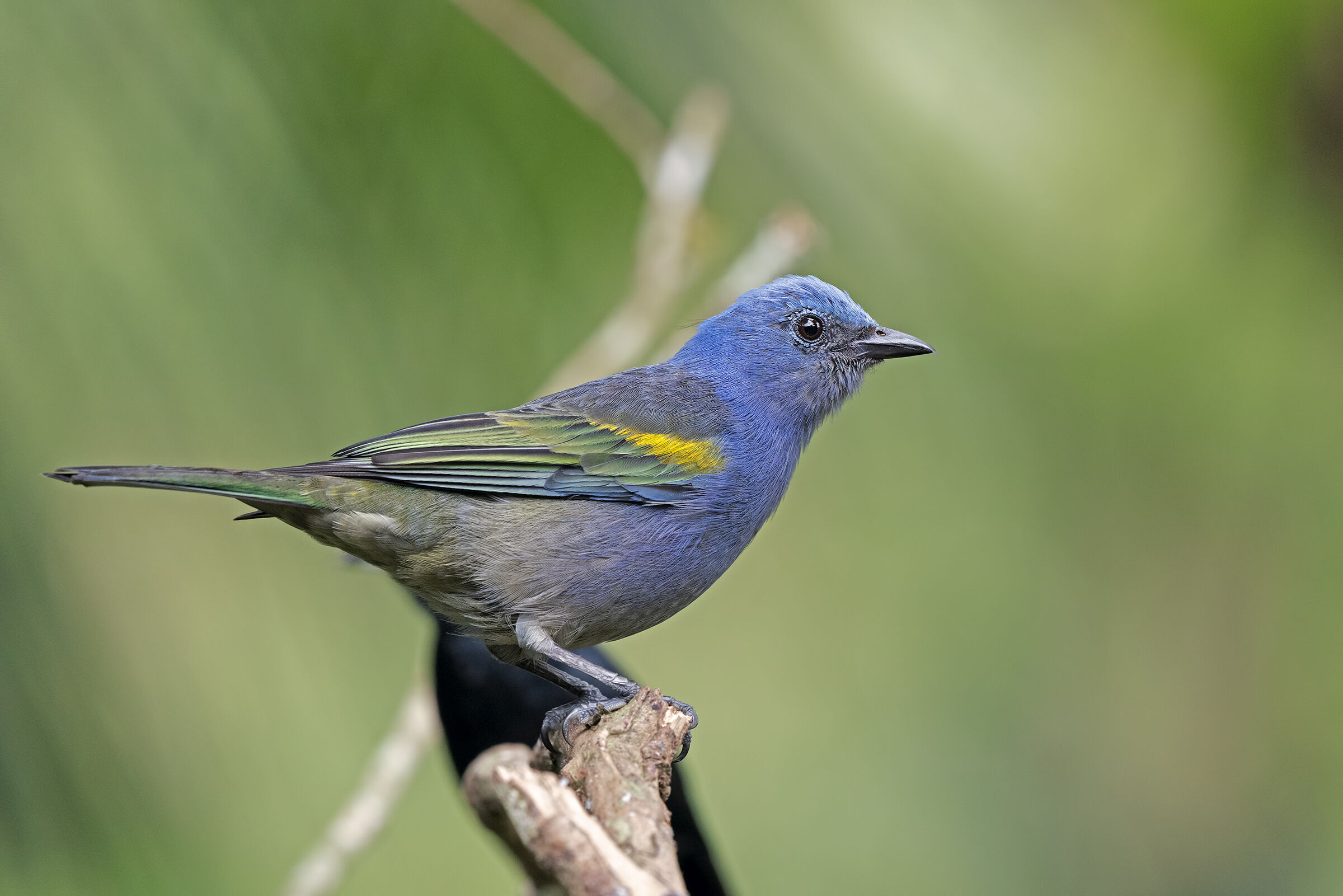 Tangara spalledorate