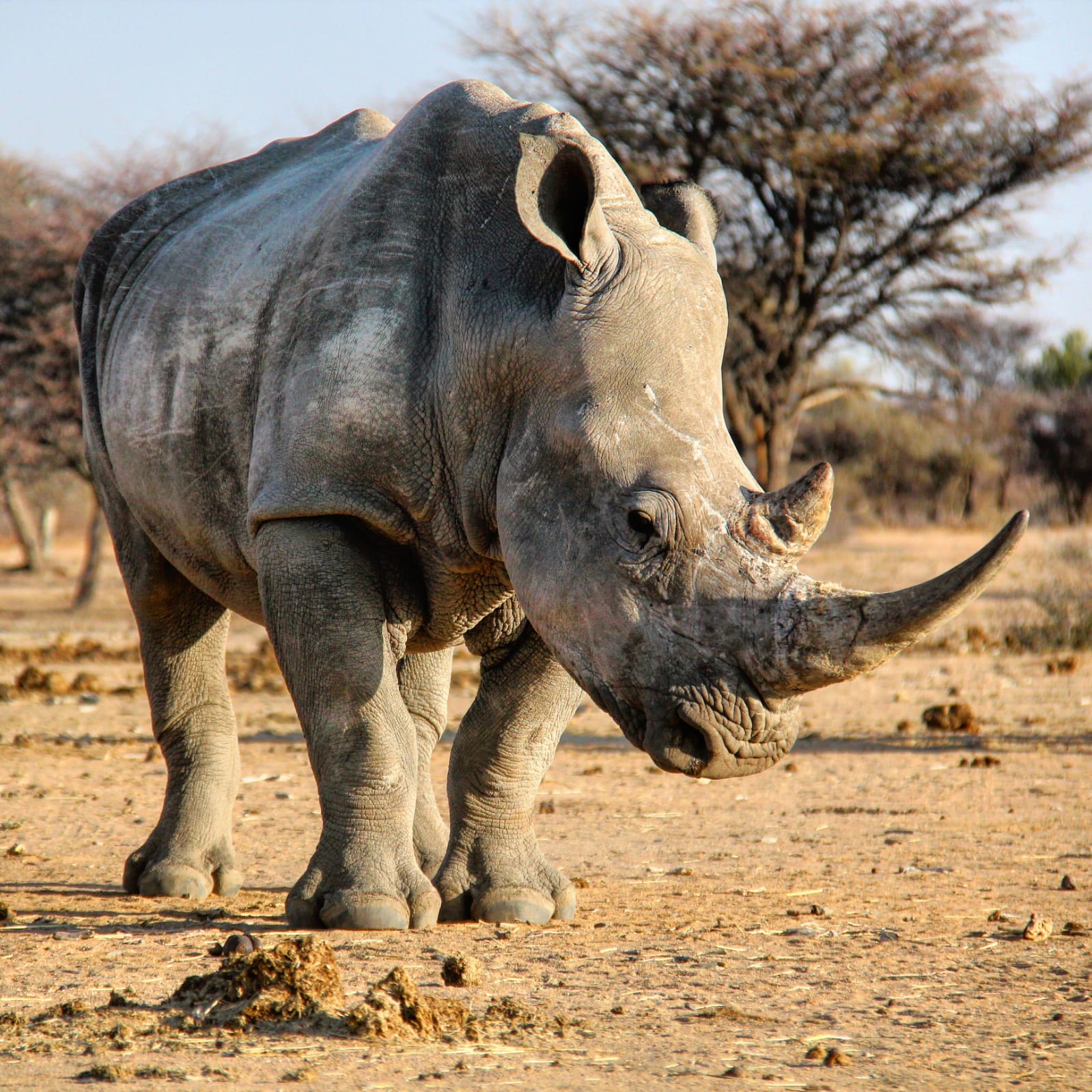 You're on with the Rhino...