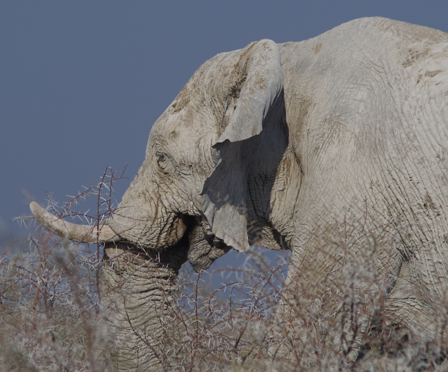 The giant of the savanna