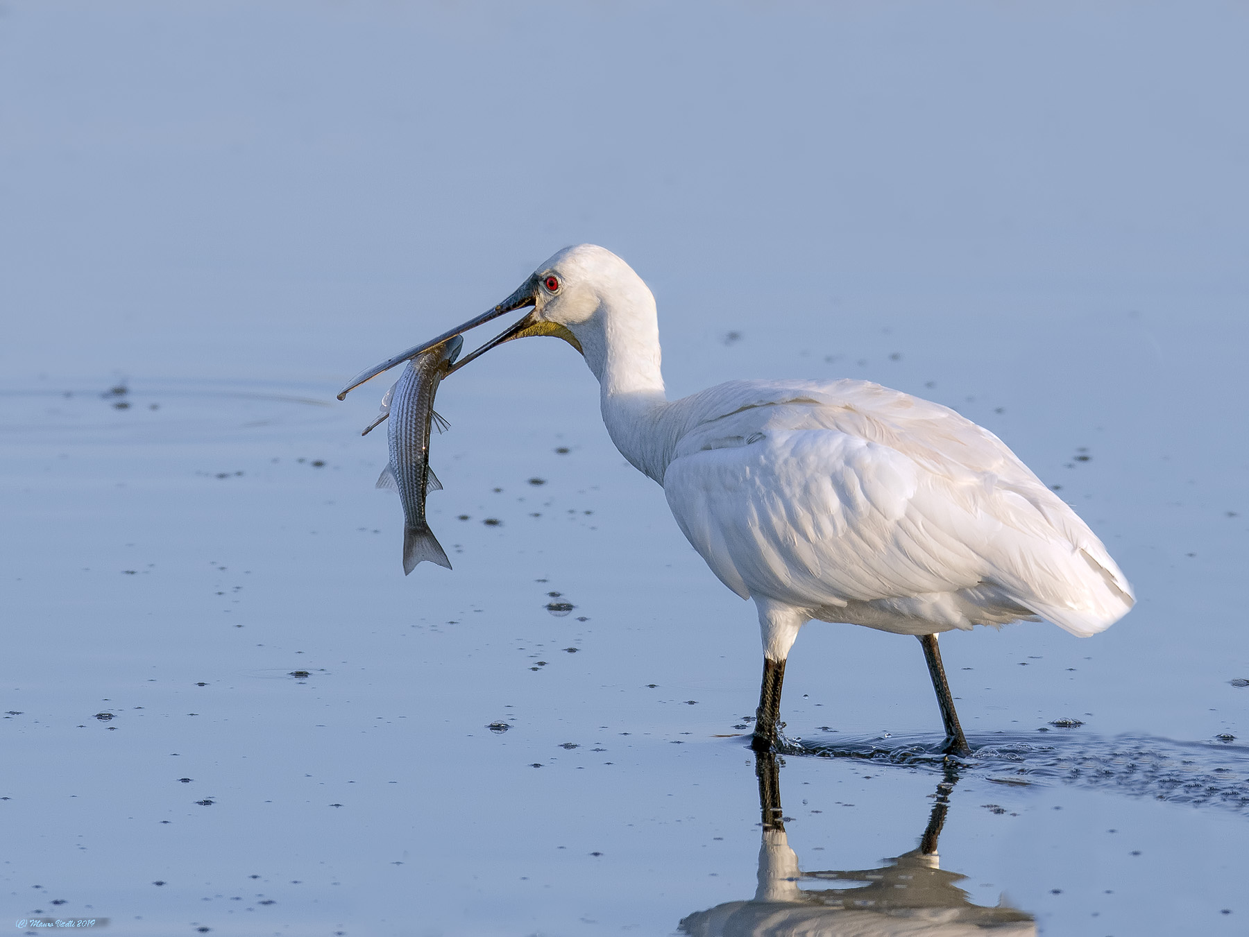 Spatola (Platalea leucorodia)
