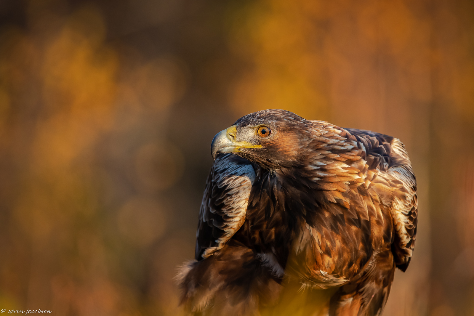 Golden Eagle, nei colori autunnali