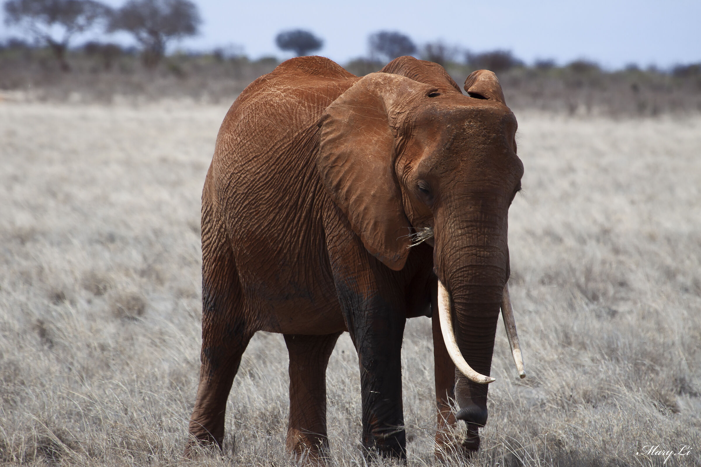 Red Elephant - Tsavo East National Park