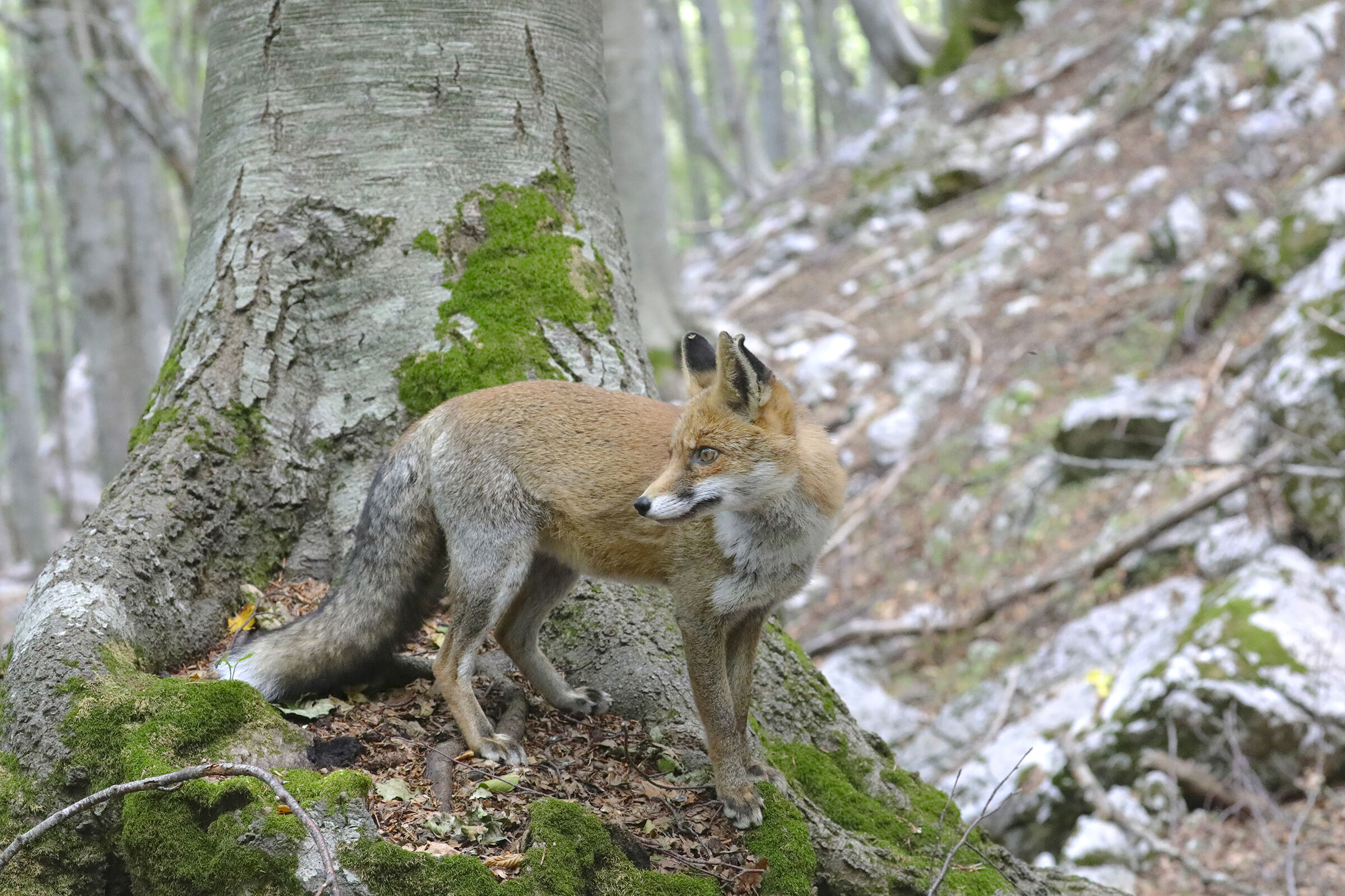 ai piedi del grande faggio, volpe
