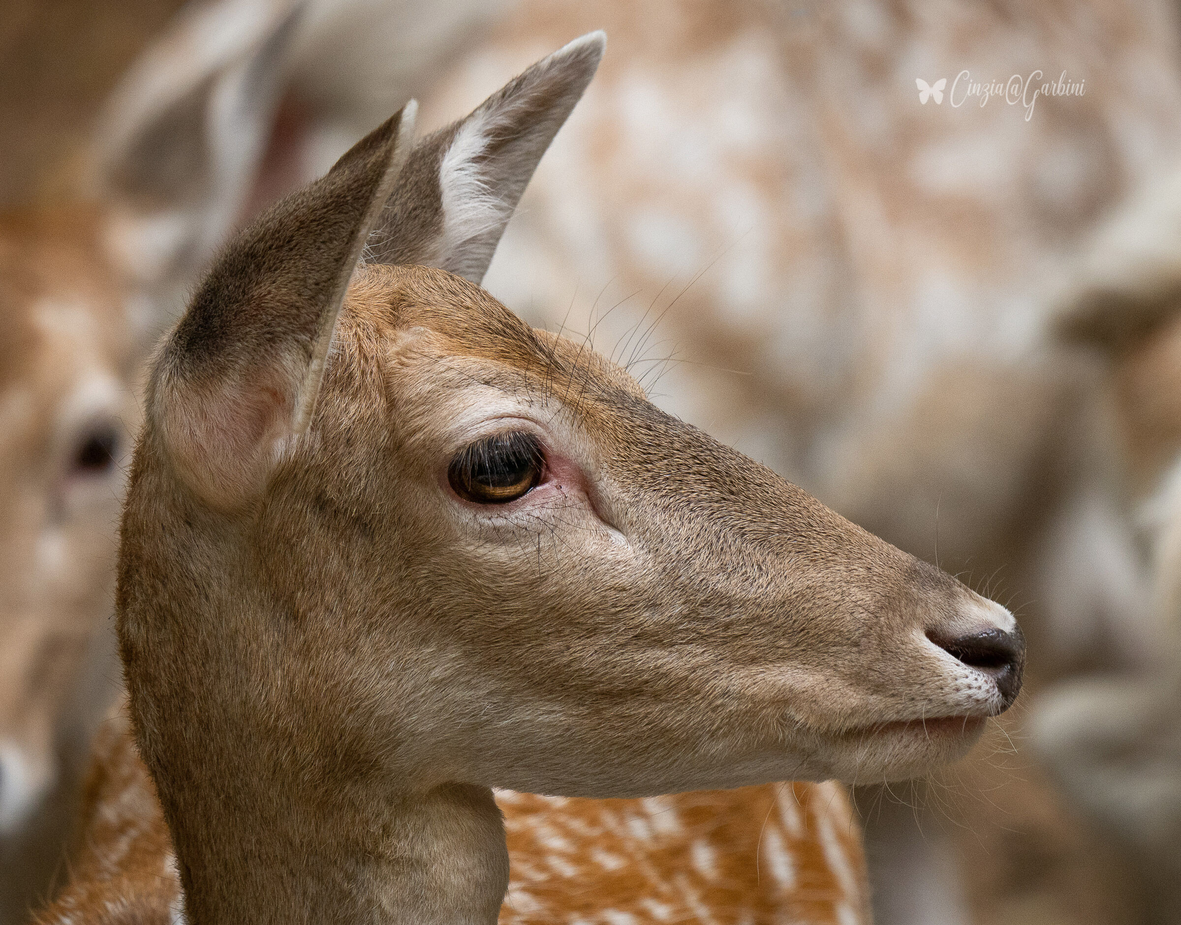 oh oh ..qualcuno mi osserva