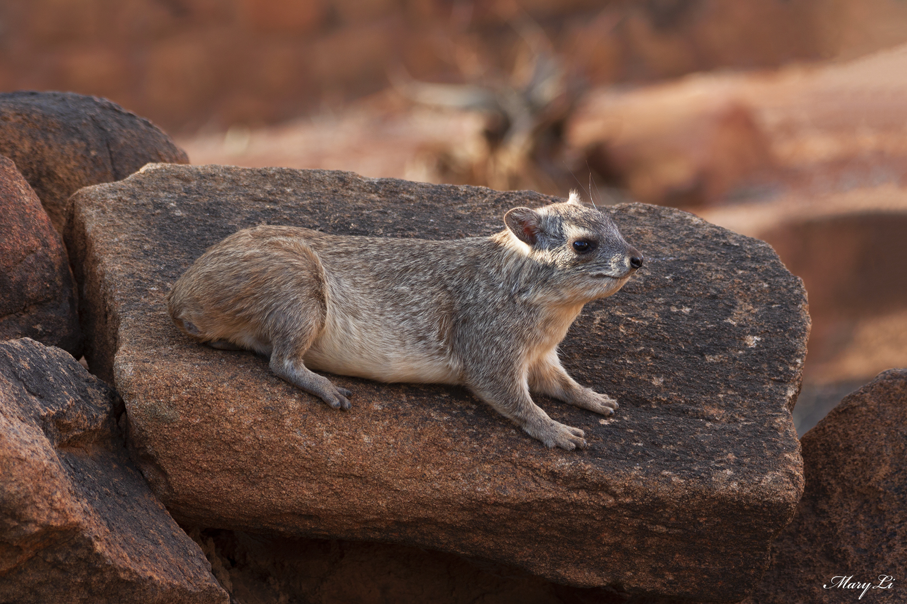 Pimbi - Tsavo East National Park