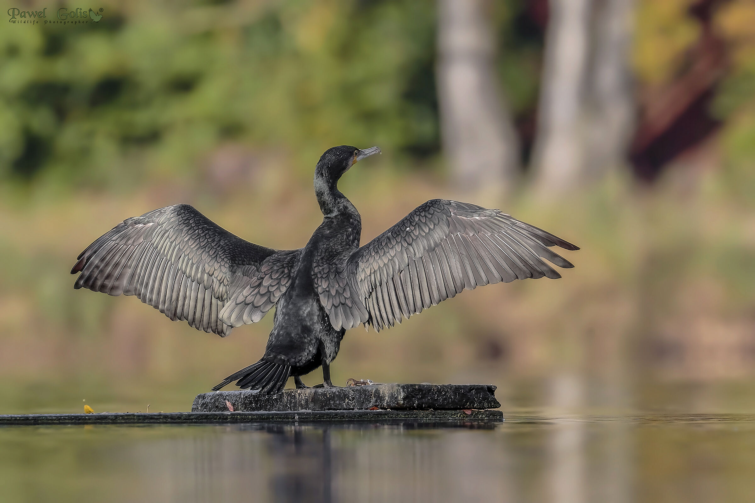 Grande cormorano (Phalacrocorax carbo)