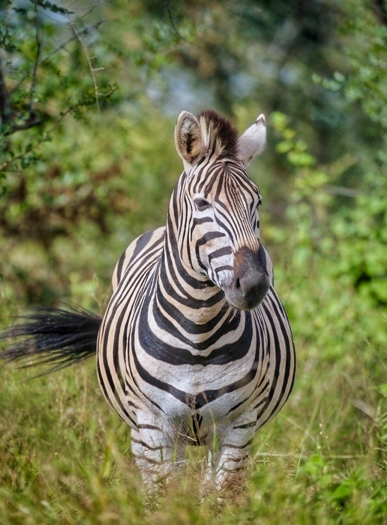 Zebra