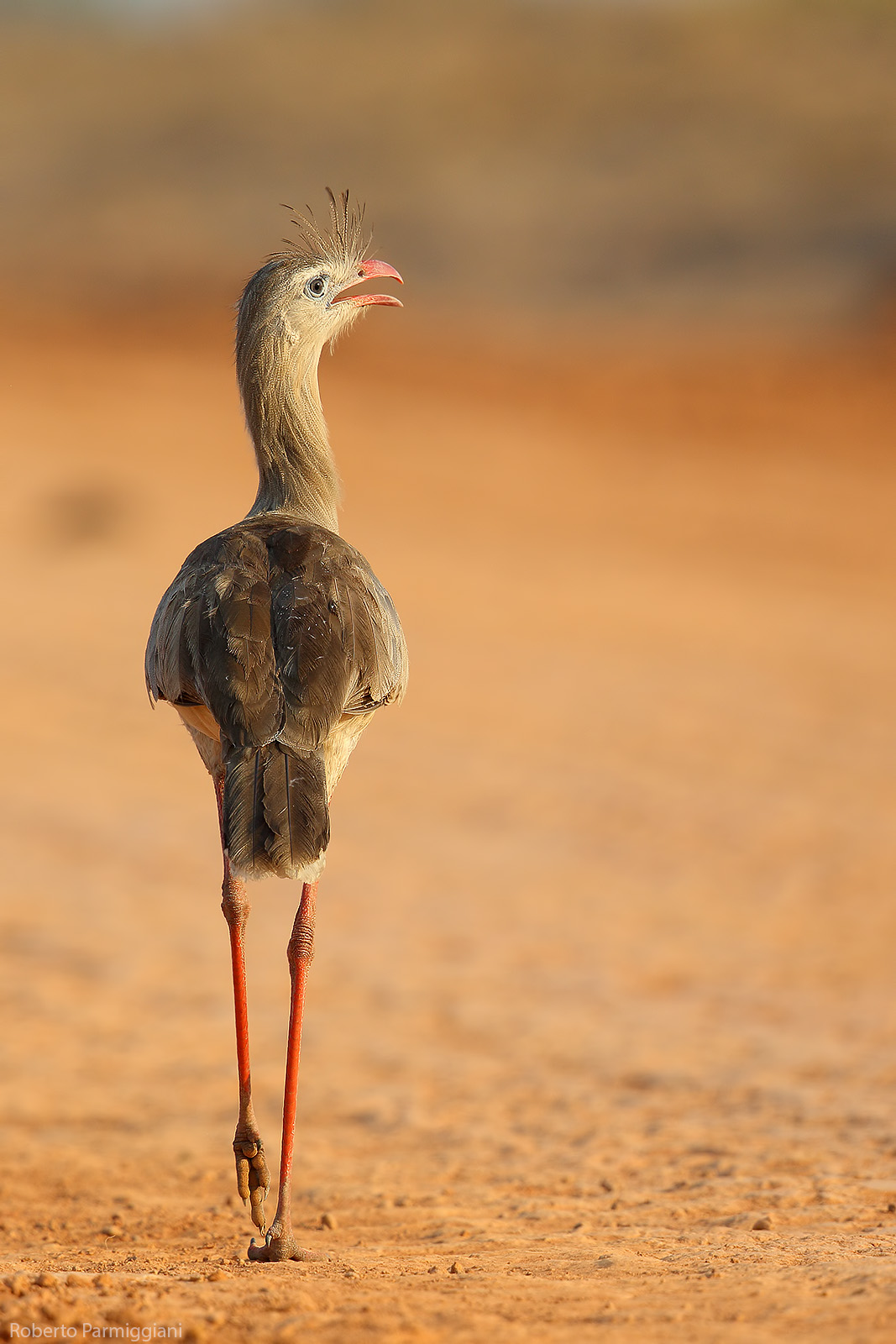 seriesma (South American serpent)