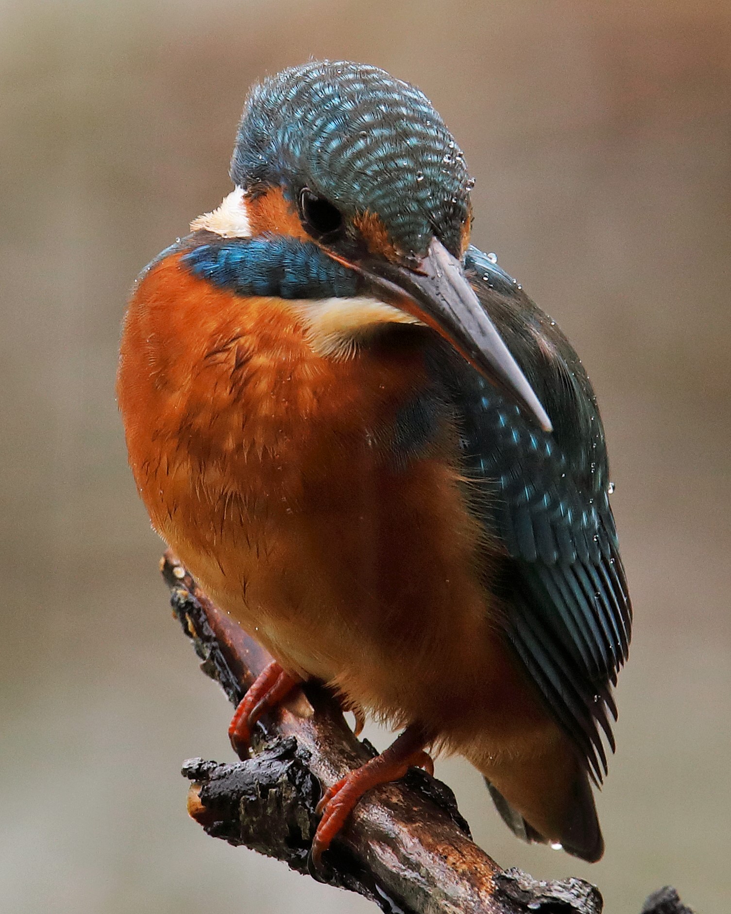 Oggi-24-10-2019-piove e siamo solo io e lei