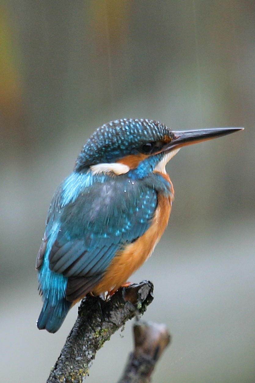 Oggi-24-10-2019-piove e siamo solo io e lei