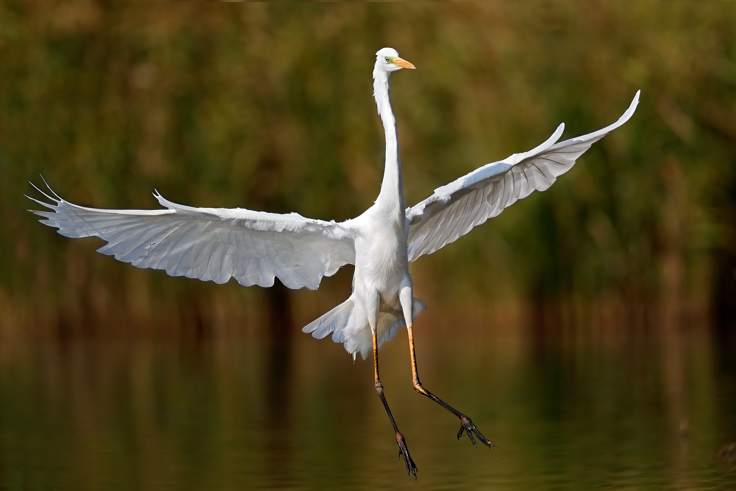 Major white heron