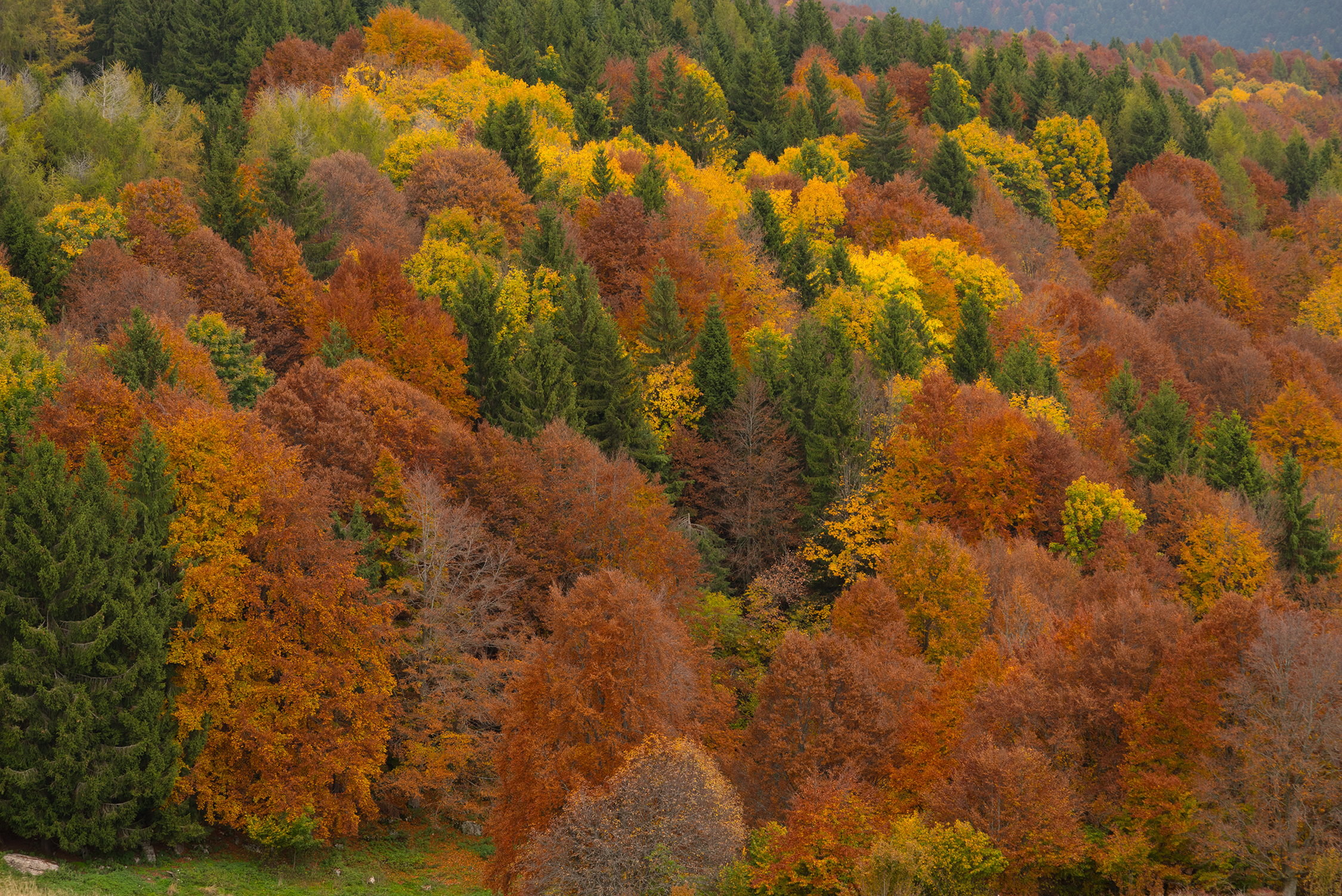 Lessinia Palette 2019