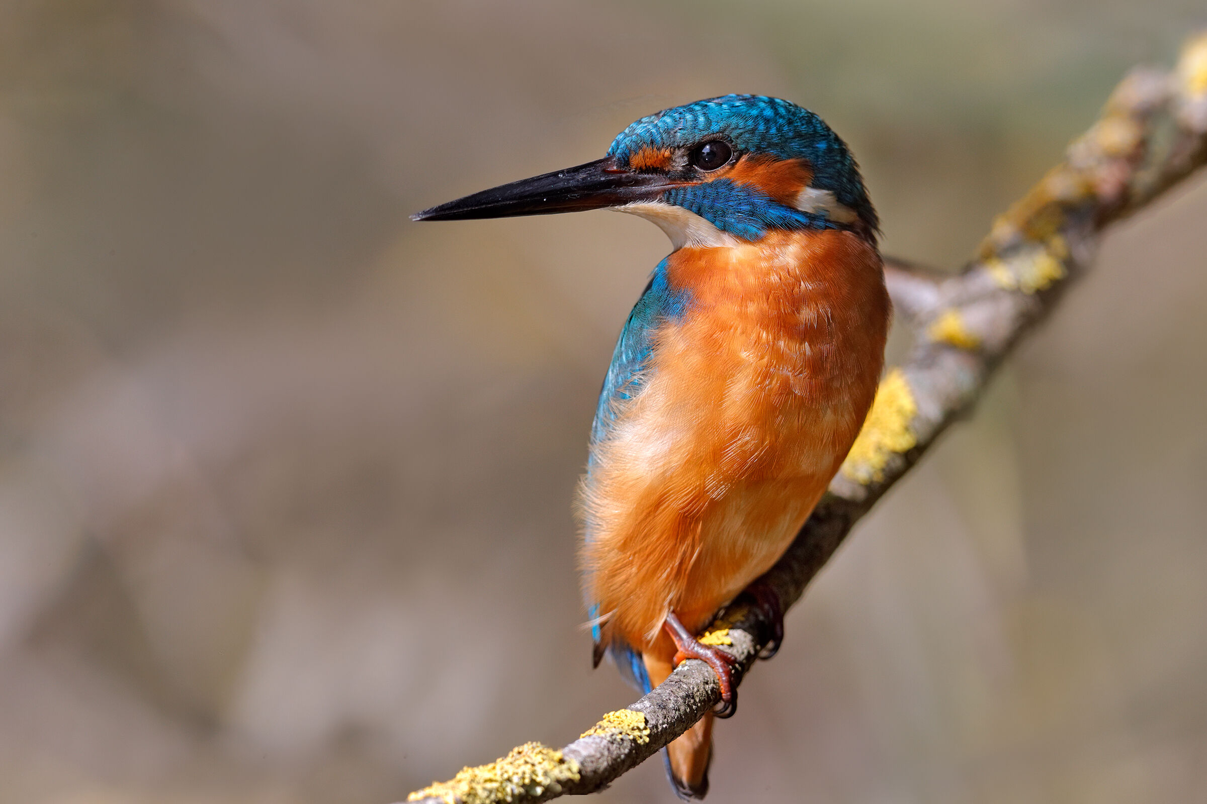 Martin pescatore - Maschio