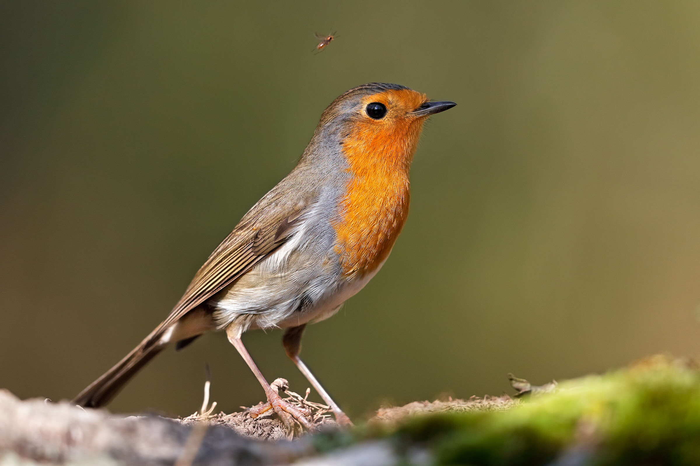 Il pettirosso e la zanzara
