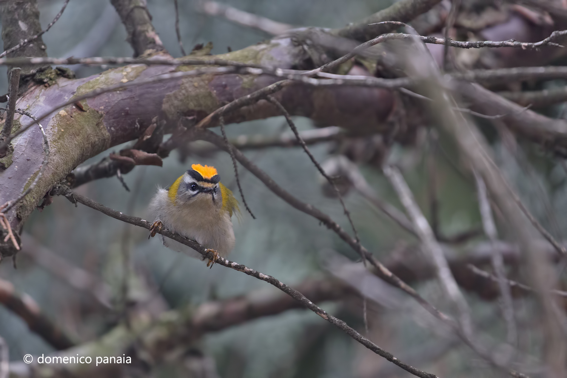 the last of the Mohicans