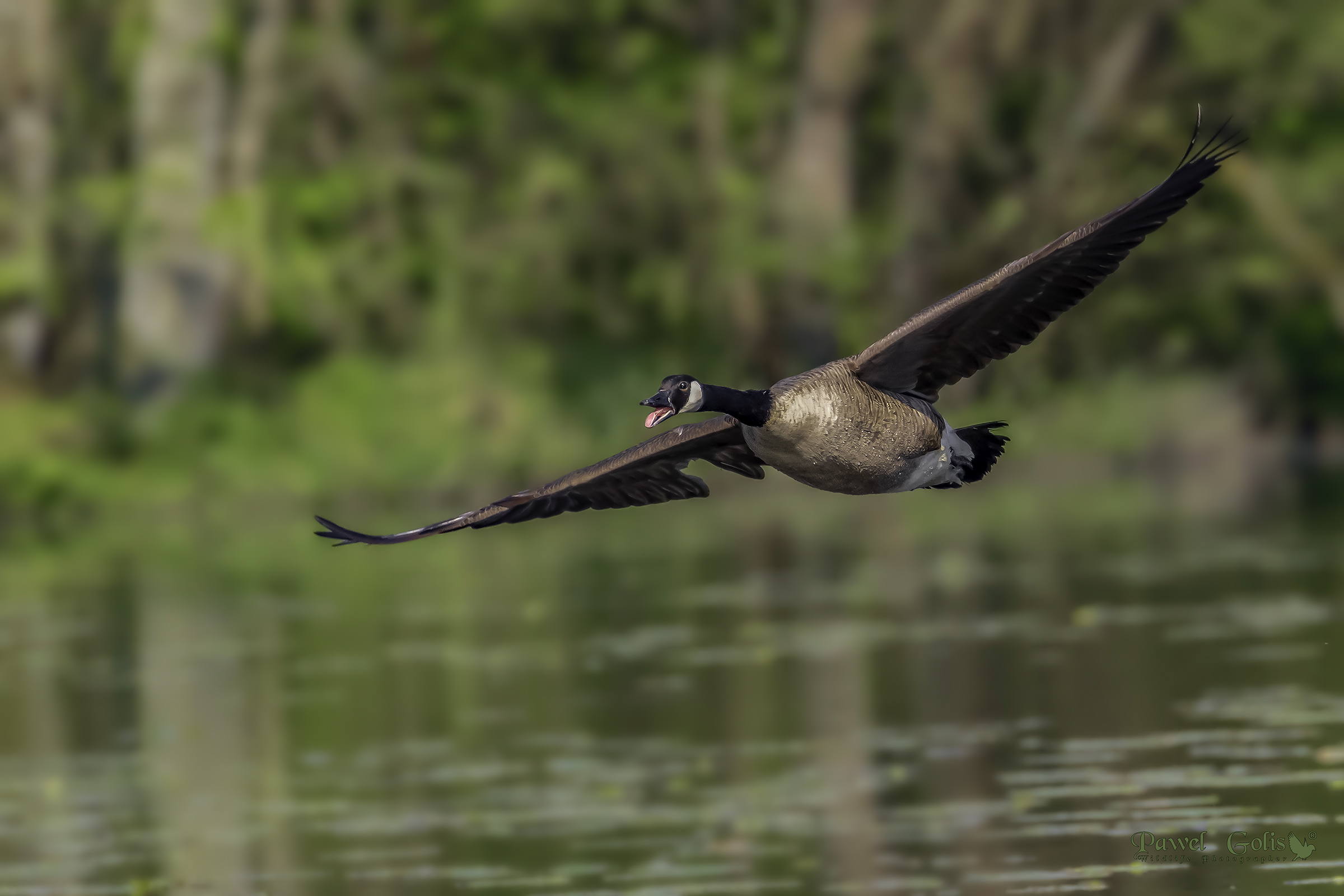 Oca canadese (Branta canadensis) a Fly