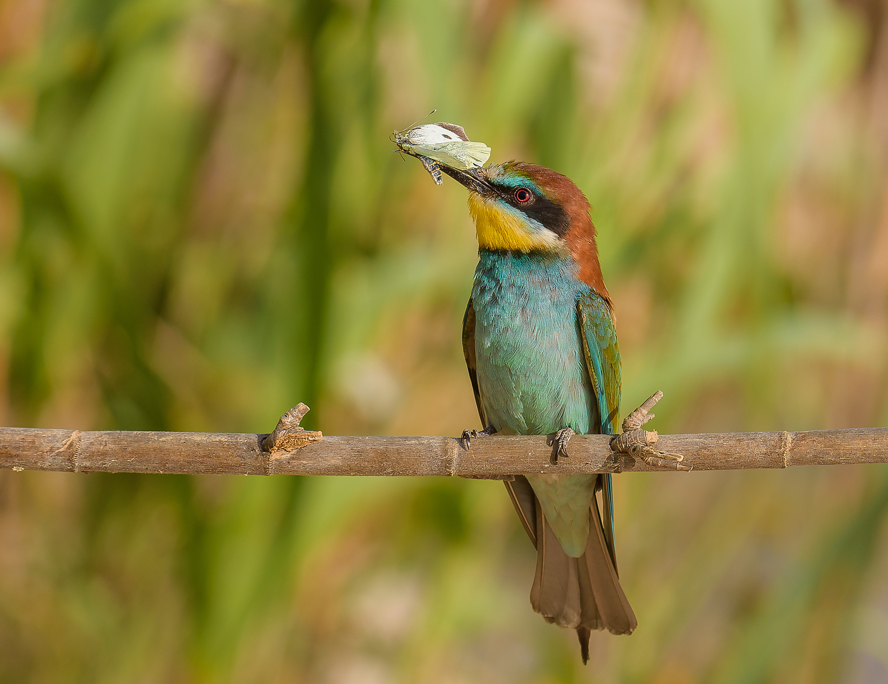 The Griffin and the Butterfly.