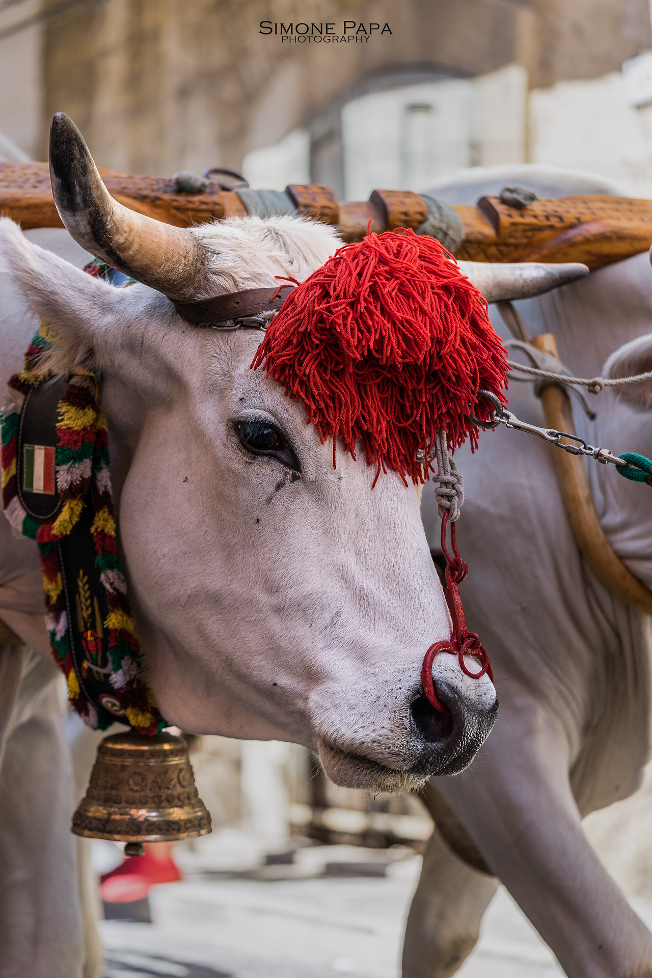 The ox, symbol of gentle strength