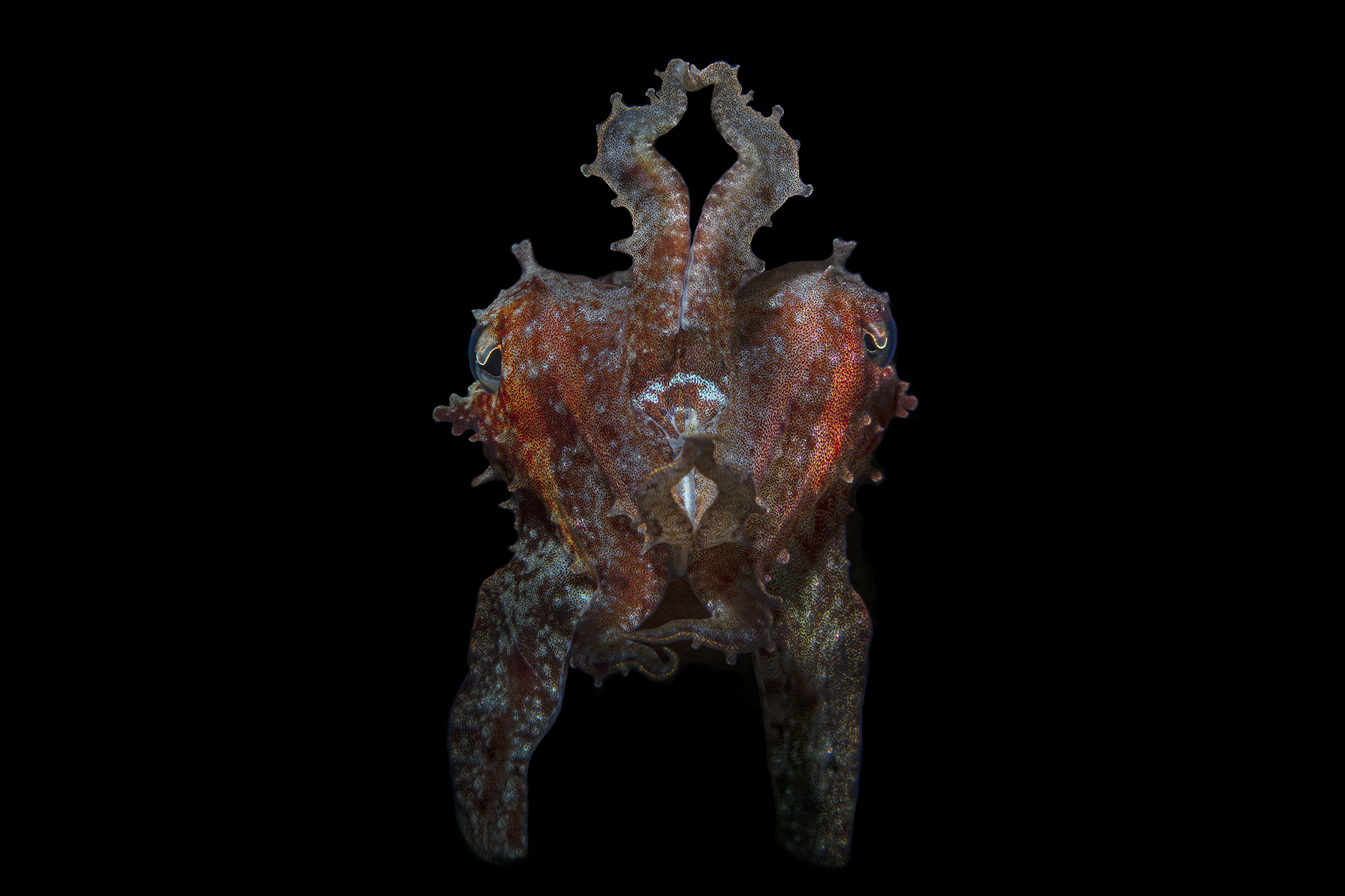 cuttlefish on the attack !!!