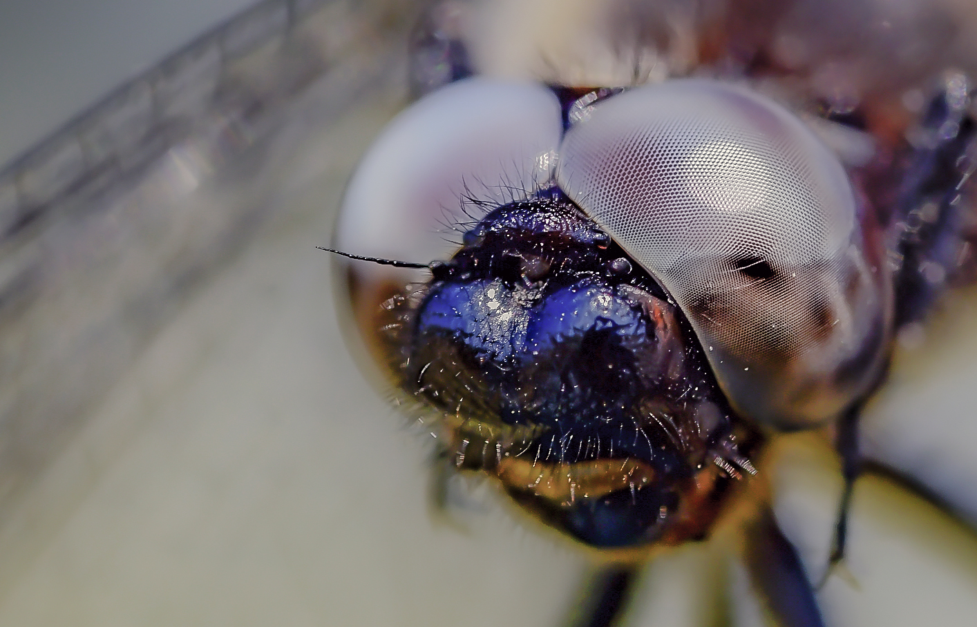 Love your eyes, please!