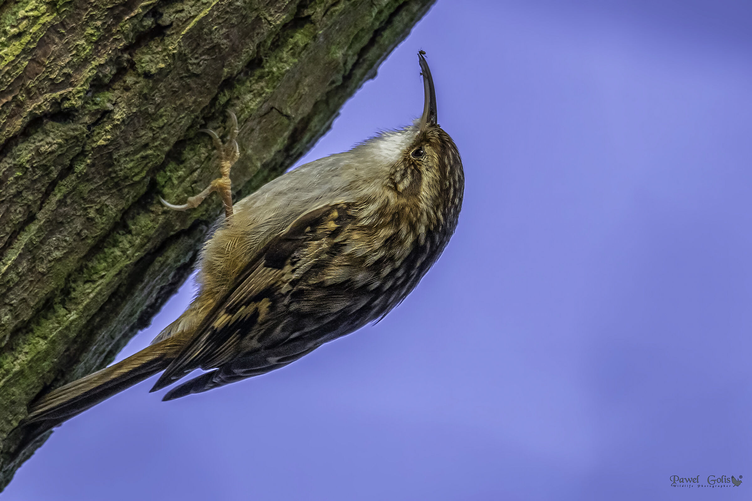 Treecreeper (Certhia familiars)