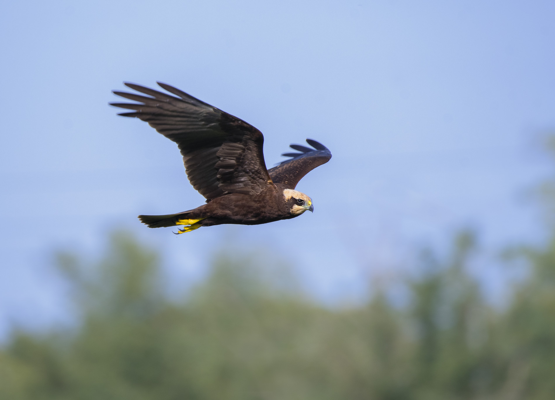 Swamp Hawk (Circus aeruginosus)