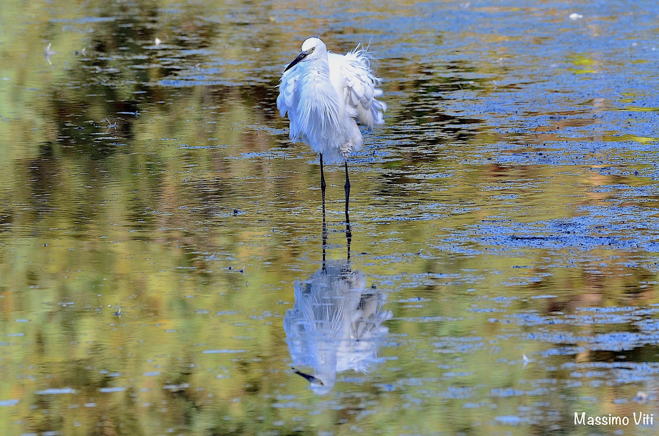 " Come in un dipinto " Garzetta arruffata allo spe...