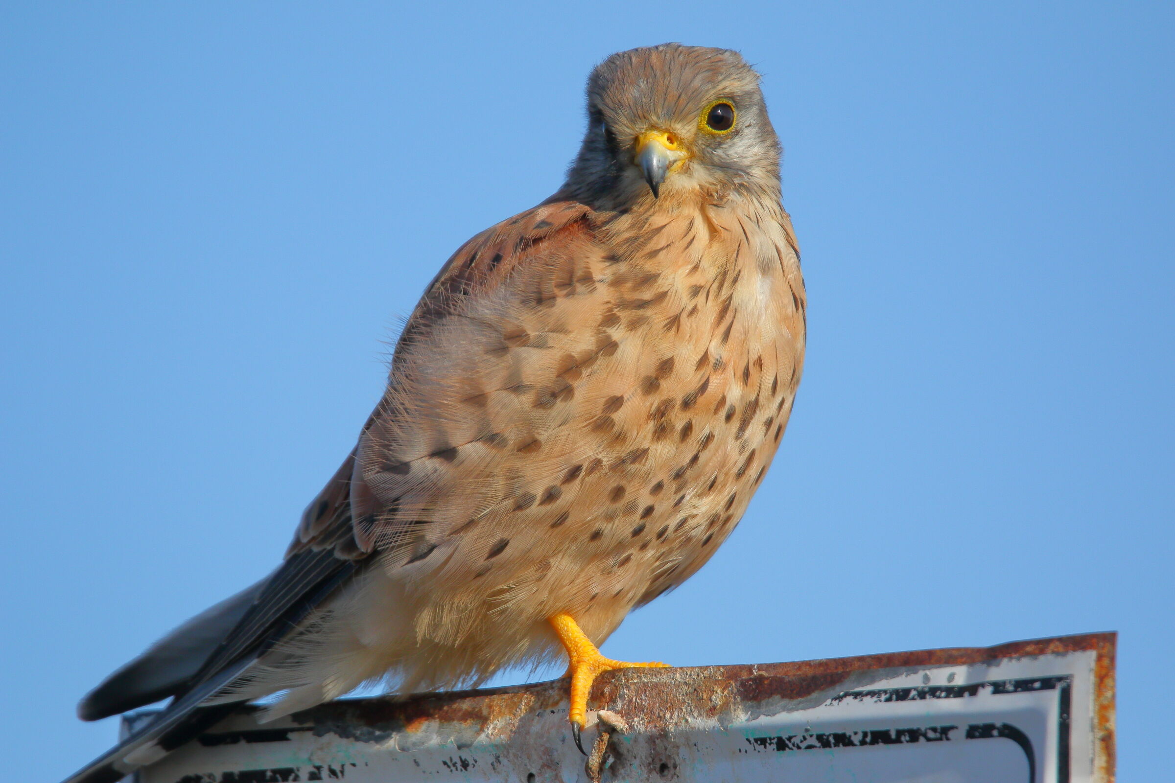 The Kestrel