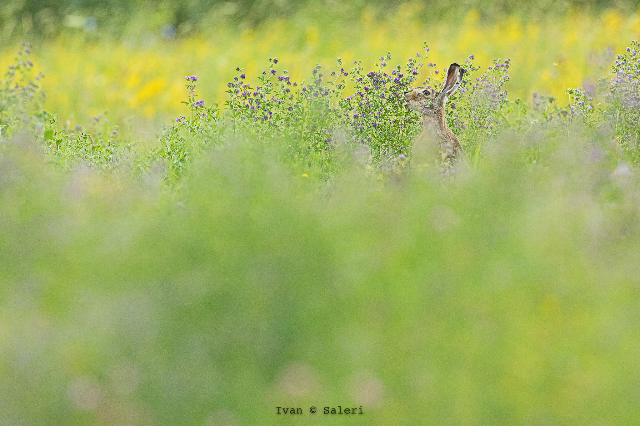 Hare Common - Summer Memories