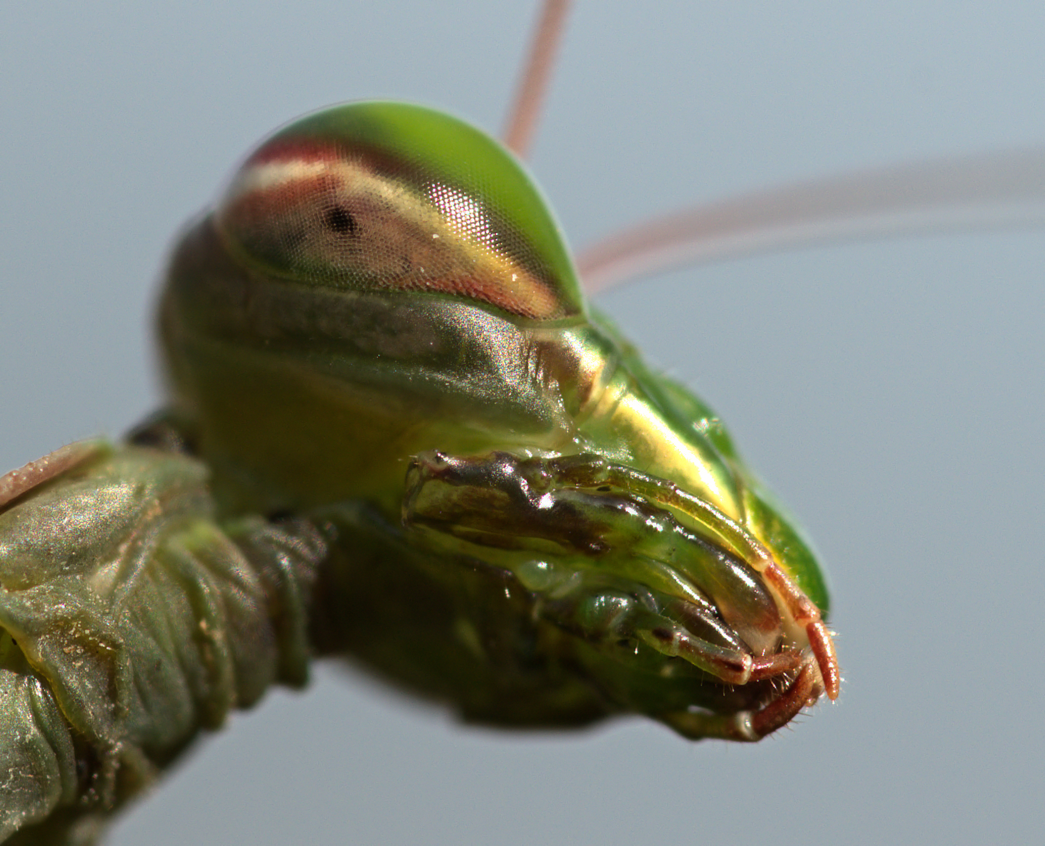 Mantis Portrait