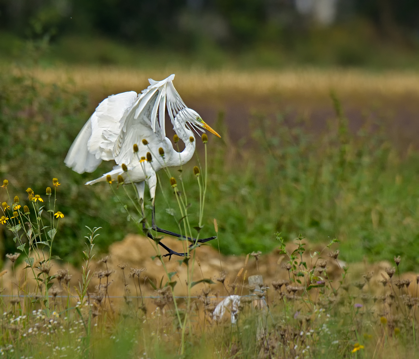 Great Egret