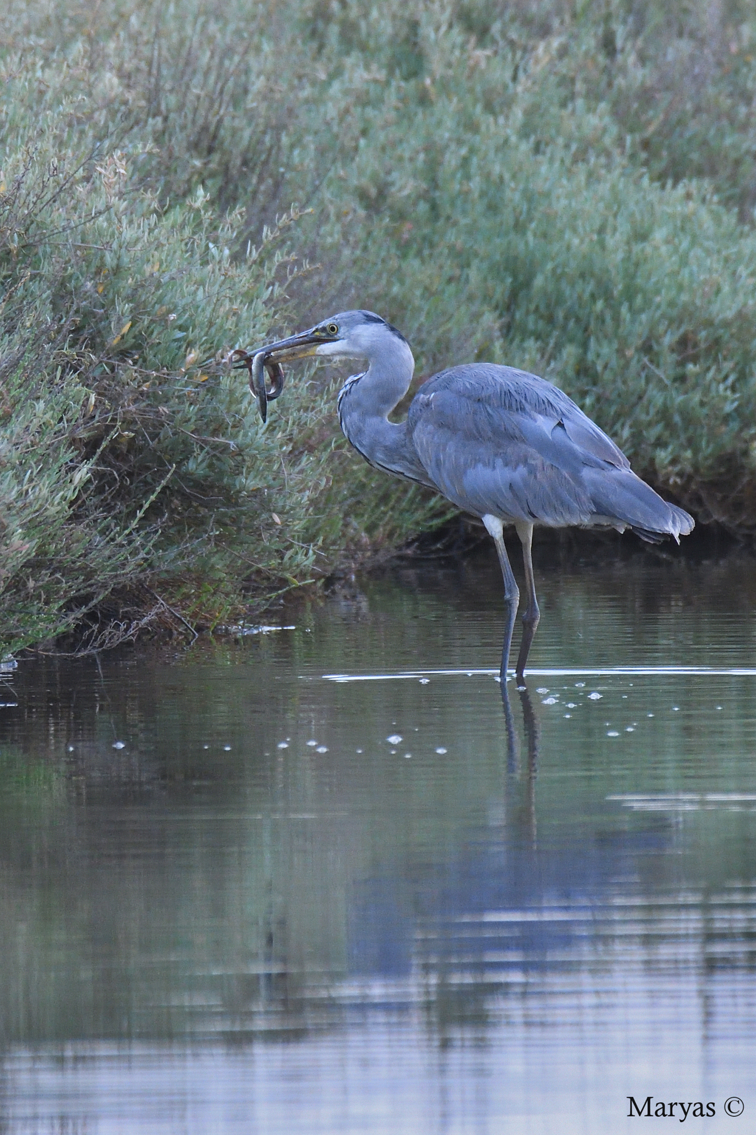Cenerino con anguilla
