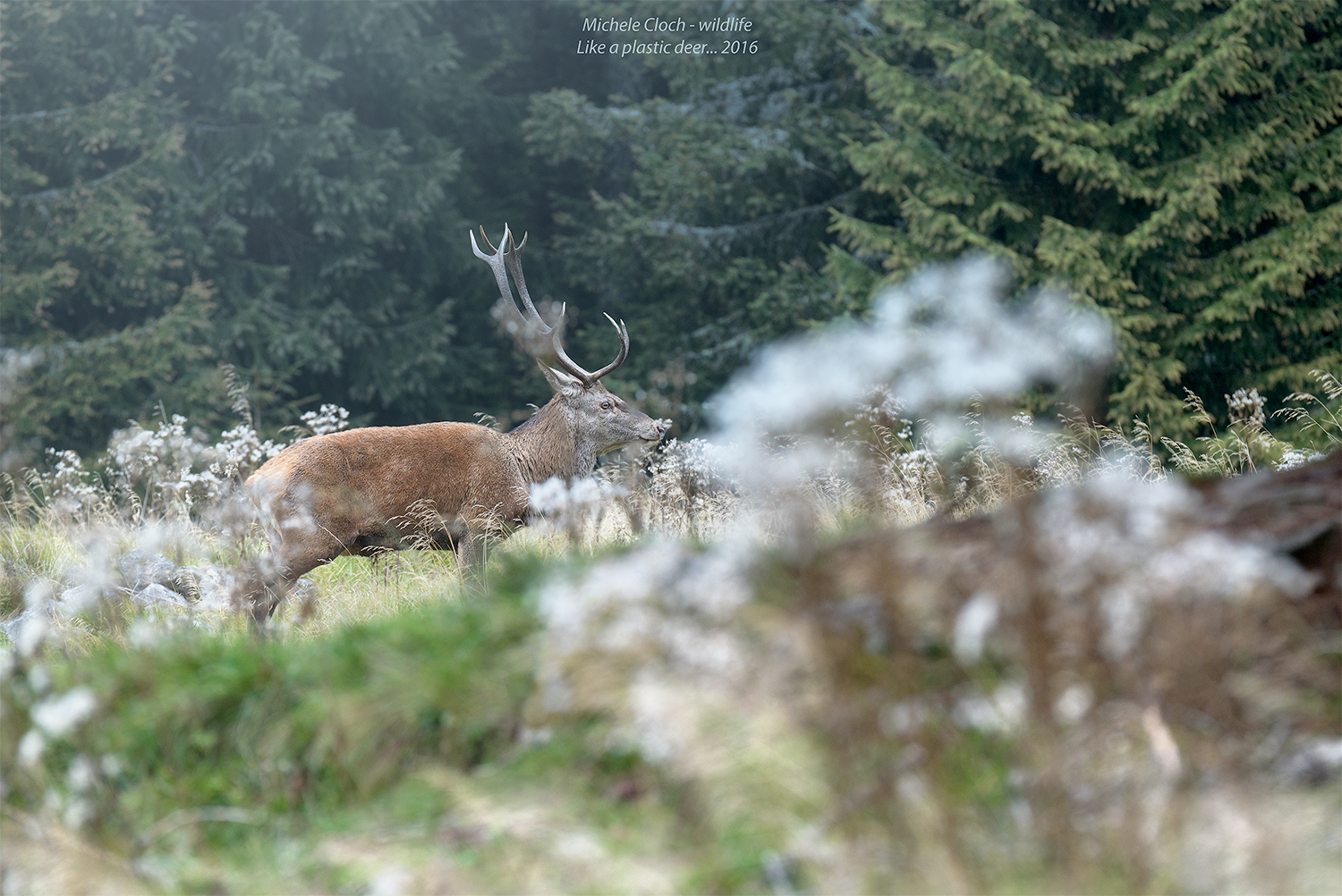 LIKE A PLASTIC DEER...