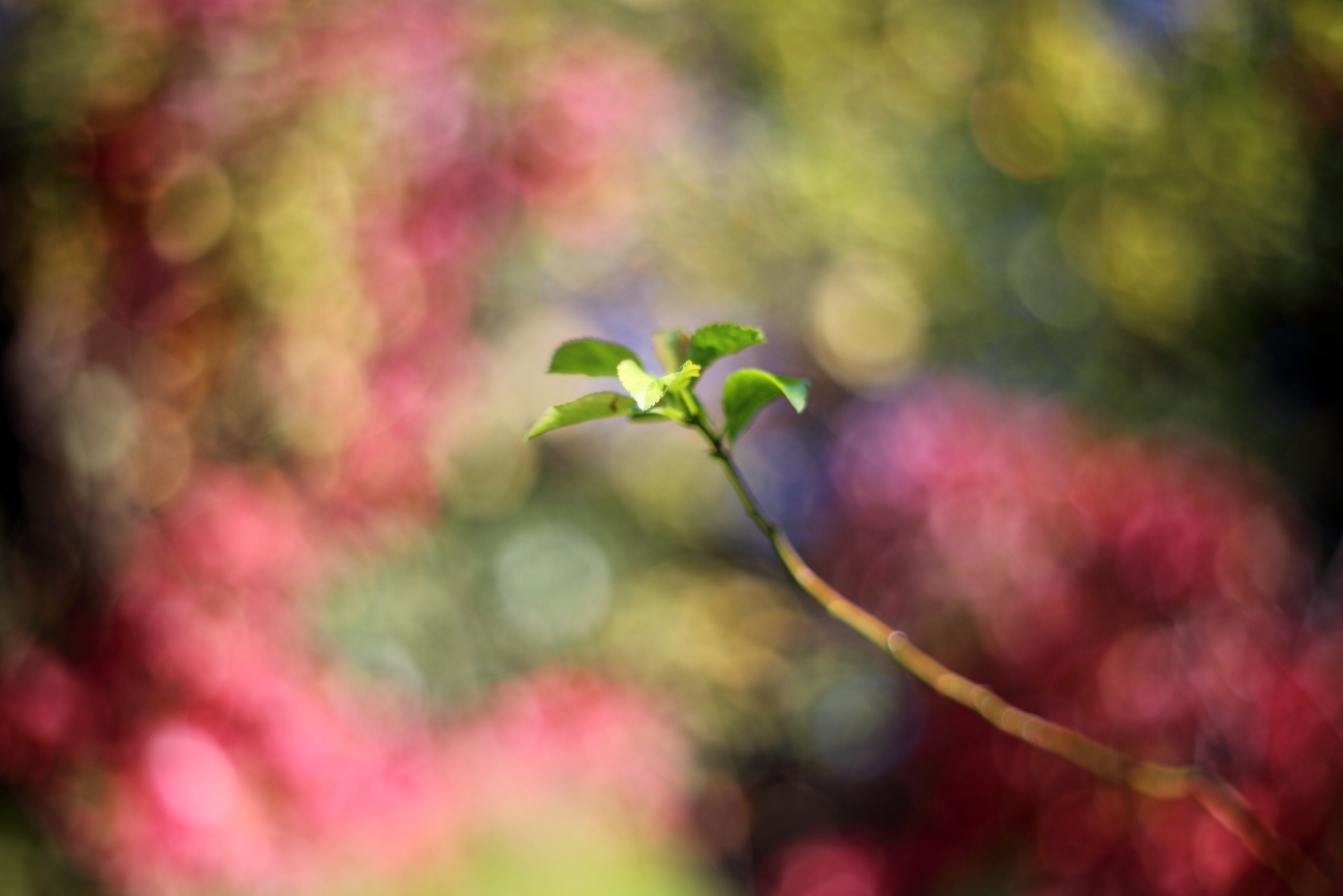 Nature colors portrait 1