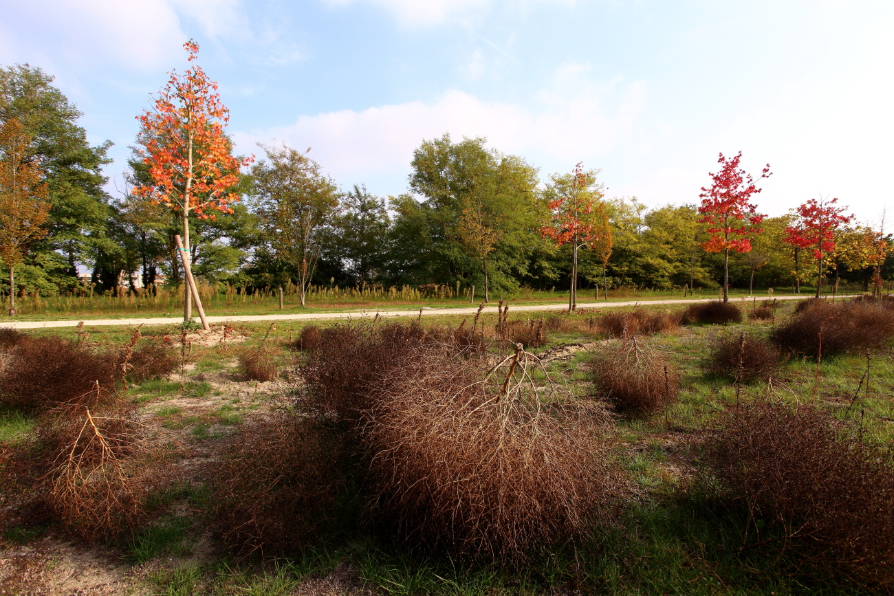 Nature colors portrait 2