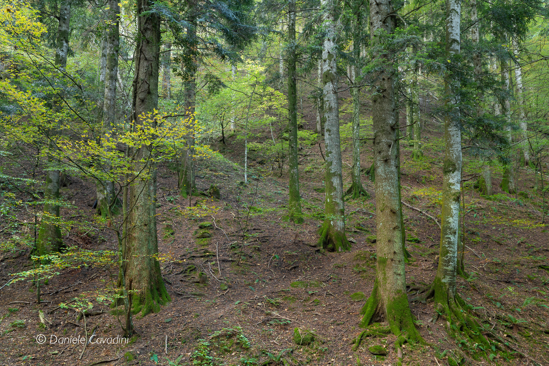 Bosco - Riserva Naturale Integrale di Sasso Fratino