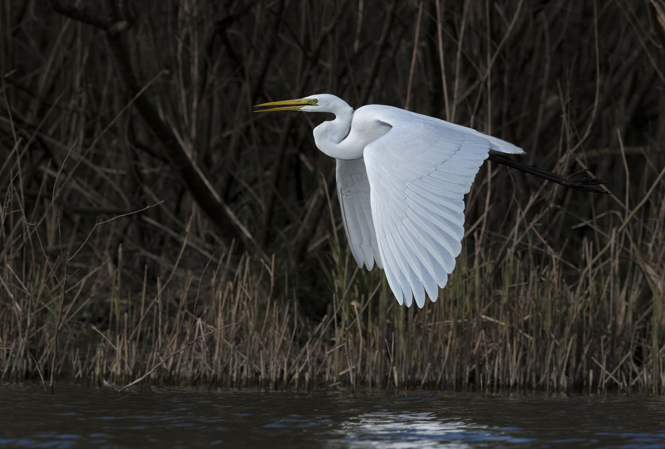 white heron